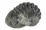Long Curled Morocops Trilobite - Morocco #252655-2